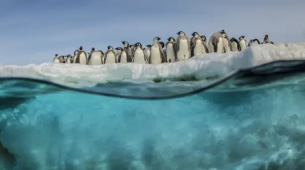 Antarktis - Die Reise der Pinguine Screenshot
