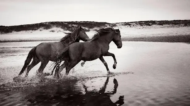 Stronghold of Resistance: Sable Island & Her Legendary Horses Screenshot