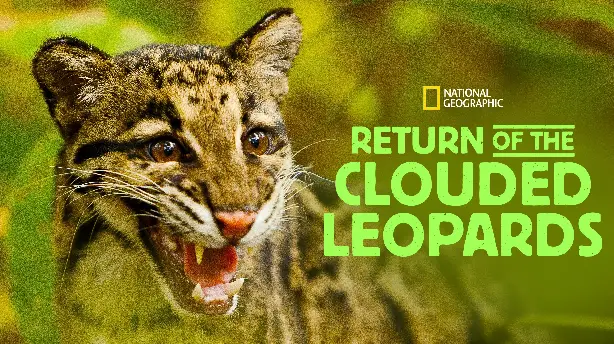 Return of the Clouded Leopards Screenshot