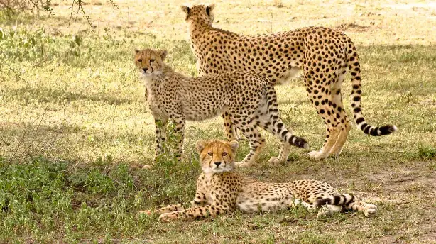 Serengeti Speed Queen Screenshot