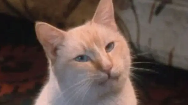 Supercat - Die reichste Katze der Welt Screenshot