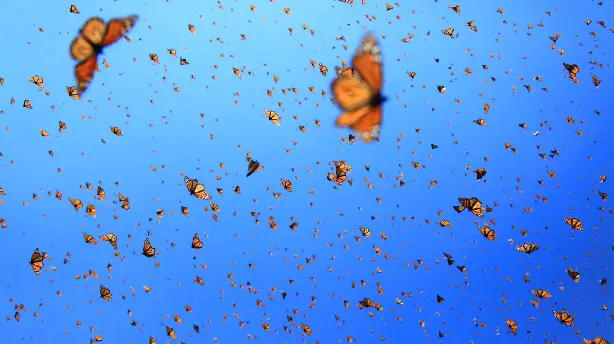 Der Flug der Schmetterlinge Screenshot