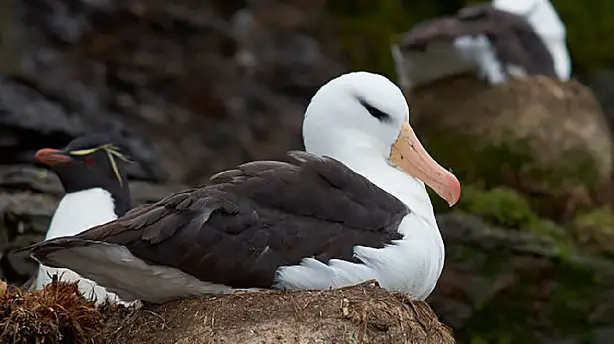 Albatros et gorfou, une fable australe Screenshot