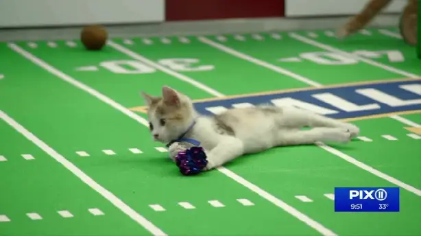 Kitten Bowl VIII Special Screenshot