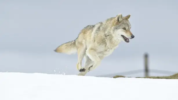 L'Odyssée du loup Screenshot