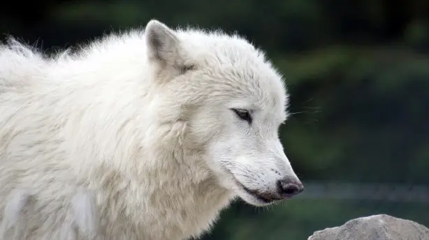White Wolves - Verloren in der Wildnis Screenshot