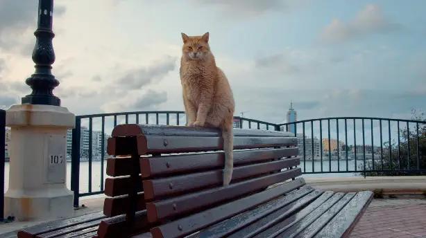 Cats of Malta Screenshot