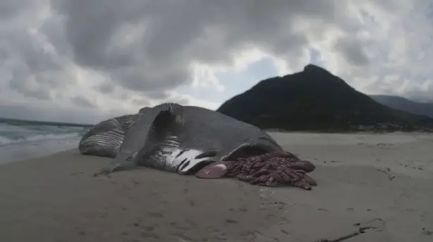 Megalodon: The Monster Shark Lives Screenshot