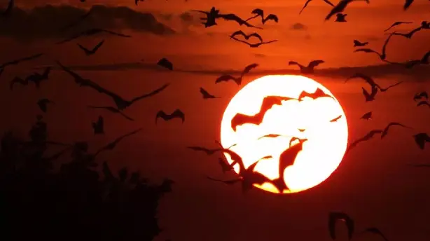 Incredible Bats Screenshot