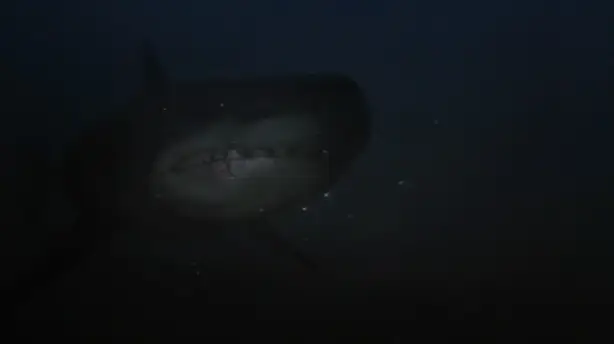 Shark Hunter Screenshot
