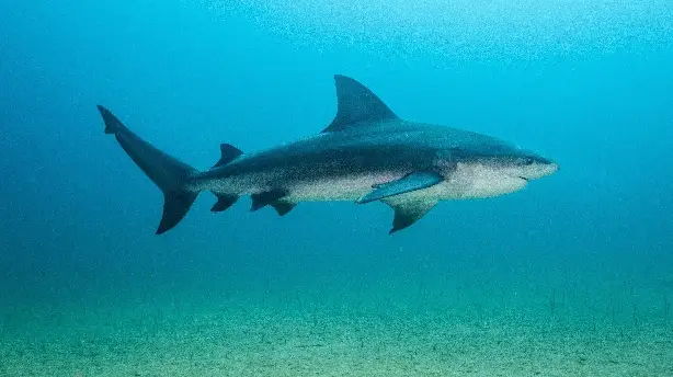 Bullenhaie – In neuen Gewässern Screenshot