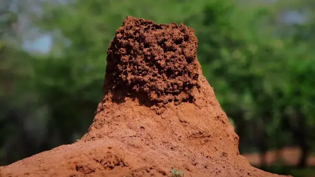 Termites: The Inner Sanctum Screenshot