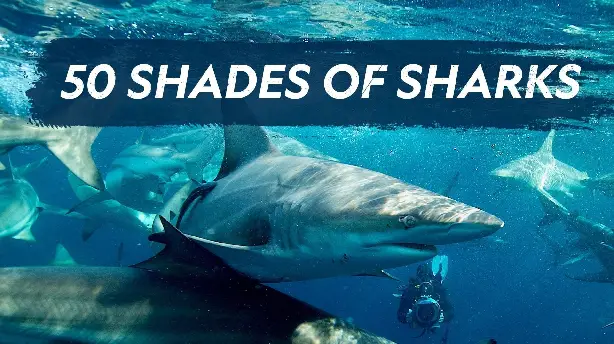 50 Shades of Sharks Screenshot