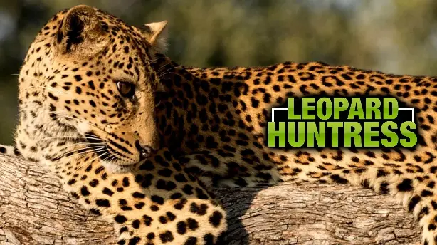 Leopard Huntress Screenshot