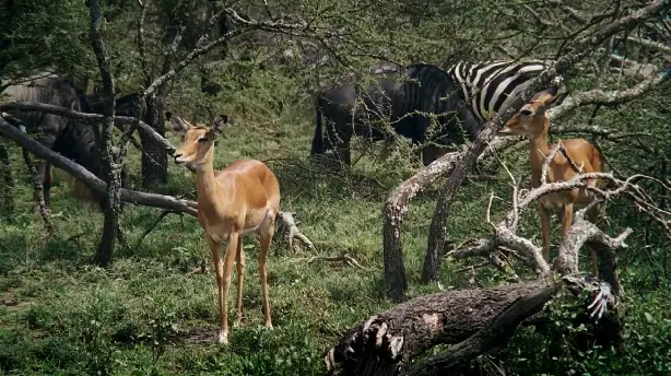 African Bambi - Die wahre 'Bambi Story' Screenshot