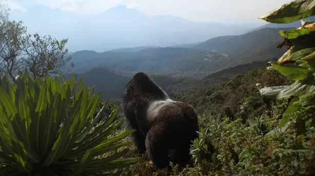 Eine Gorilla-Story erzählt von David Attenborough Screenshot