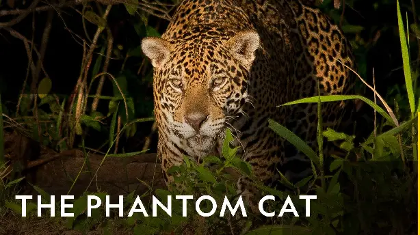 The Phantom Cat Screenshot