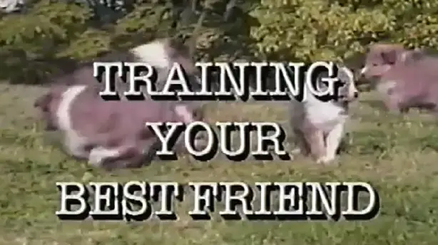 Training Your Best Friend Screenshot