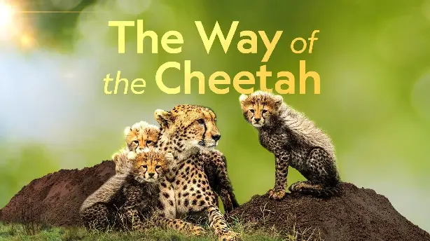 The Way of the Cheetah Screenshot