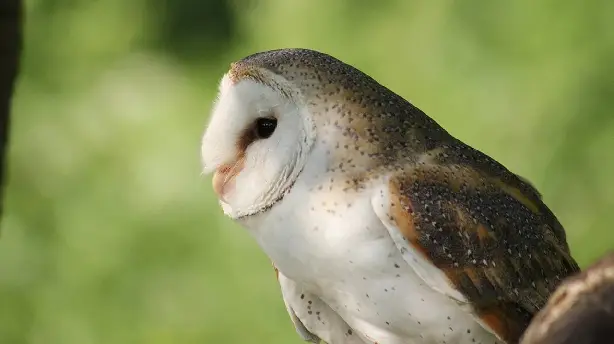 Owl's Odyssey Screenshot