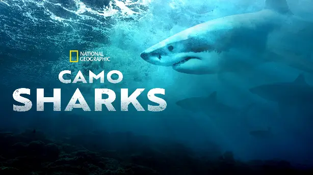 Camo Sharks Screenshot
