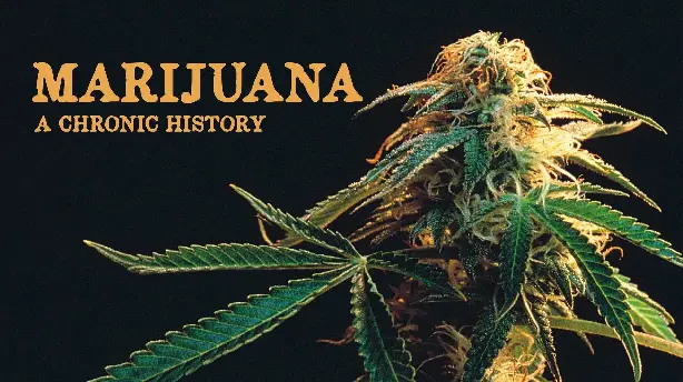 Marijuana: A Chronic History Screenshot