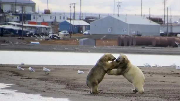 The Great Polar Bear Feast Screenshot