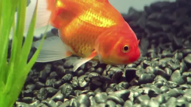 Goldfish Screenshot