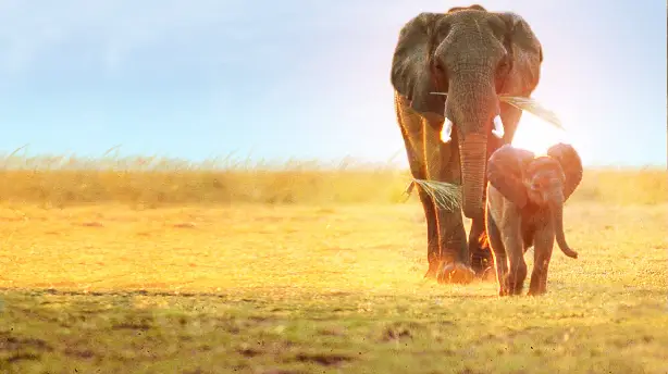 Whispers: Ein Elefantenmärchen Screenshot
