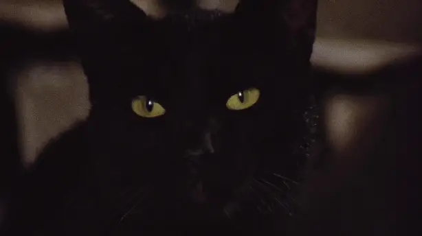Die schwarze Katze Screenshot