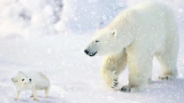 Das große Eisbär Abenteuer - Kleiner Eisbär ganz groß Screenshot