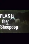 Flash the Sheepdog Screenshot