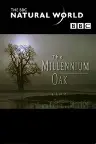 The Millennium Oak Screenshot