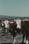 Herds West Screenshot