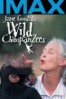 Jane Goodall's Wild Chimpanzees Screenshot