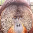 Sammy the Orangutan Screenshot